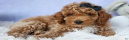 Miniature Poodle dogs for sale: WADE - Ad 10