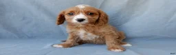 Cavapoo dogs for sale: Taylor - Ad 2
