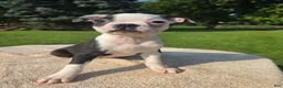 Boston Terrier dogs for sale: Boston Terrier Male 3 - Ad 1