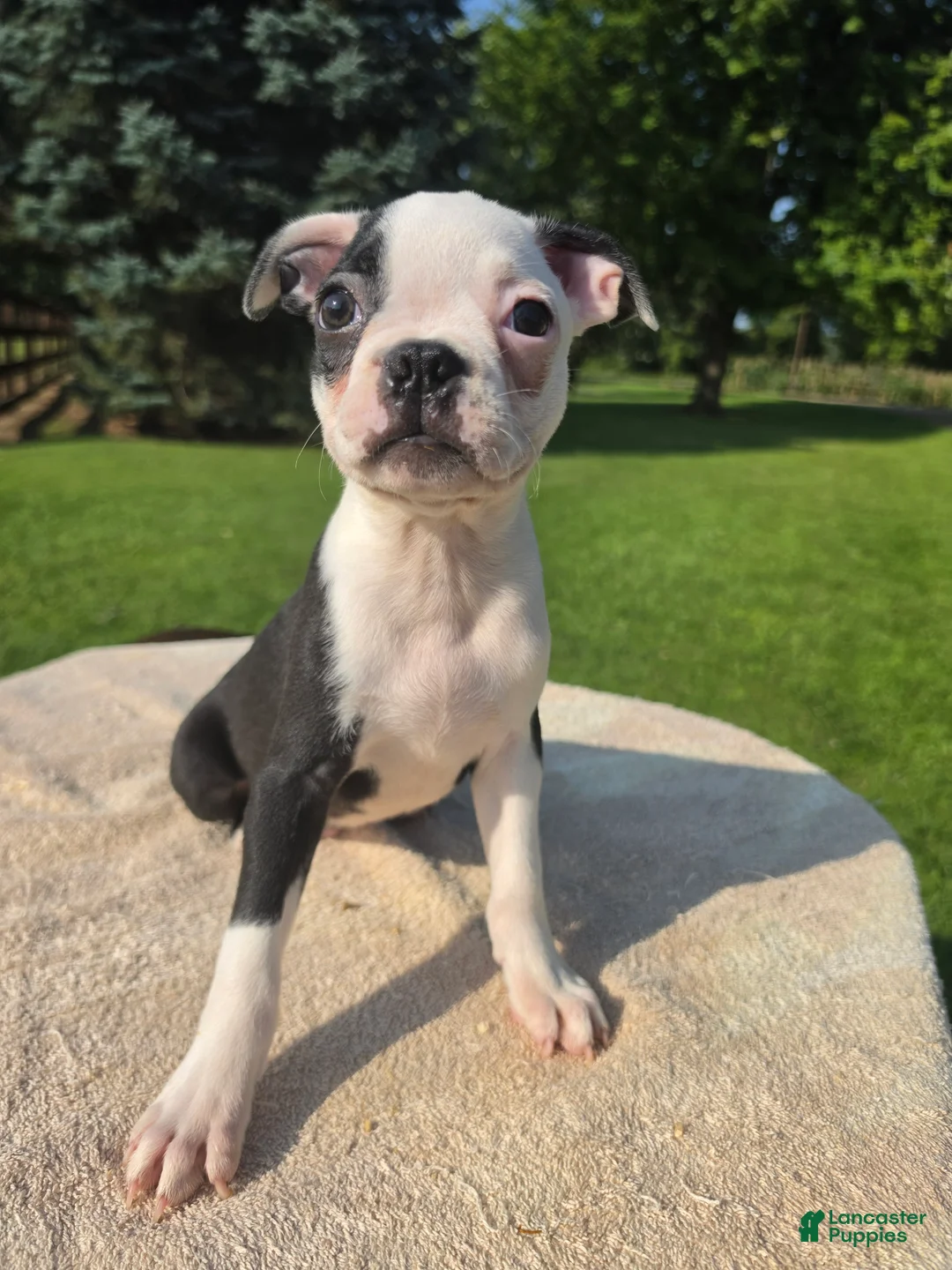 Boston Terrier dogs for sale: Boston Terrier Male 3 - Ad 1