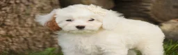 Mixed Breed dogs for sale: Thumbelina Munchkin Bernedoodle - Ad 5