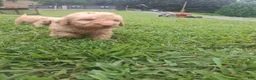 Labradoodle dogs for sale: Ella - Ad 3