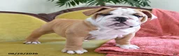 English Bulldog dogs for sale: Yvett - Ad 2