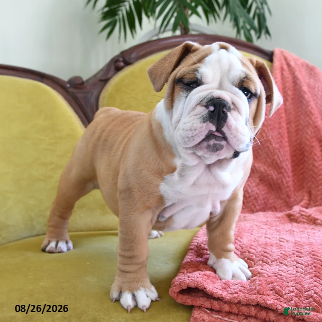 English Bulldog dogs for sale: Yvett - Ad 2