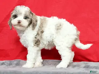 Cavapoo dogs for sale: Missy - Ad 4