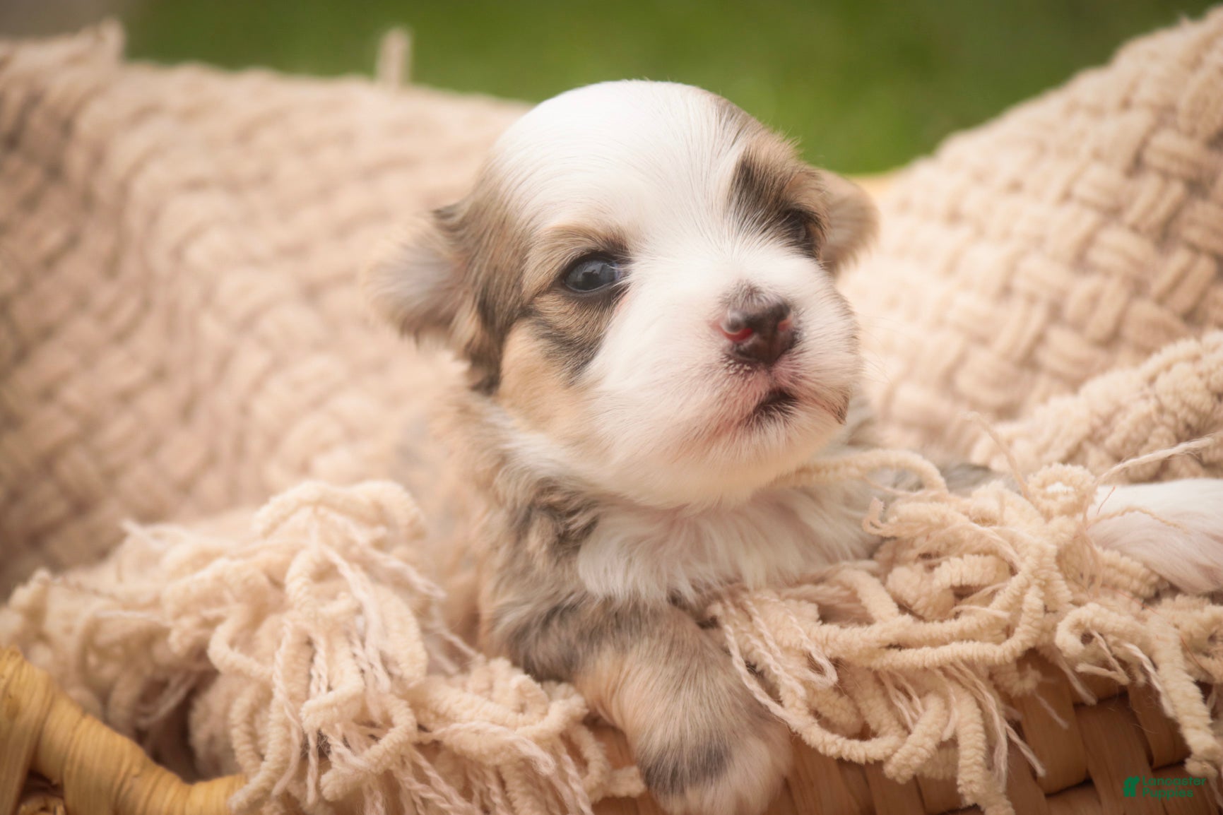 Havanese dogs Webster Havanese  - Ad 2