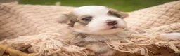 Havanese dogs for sale: Webster Havanese  - Ad 2