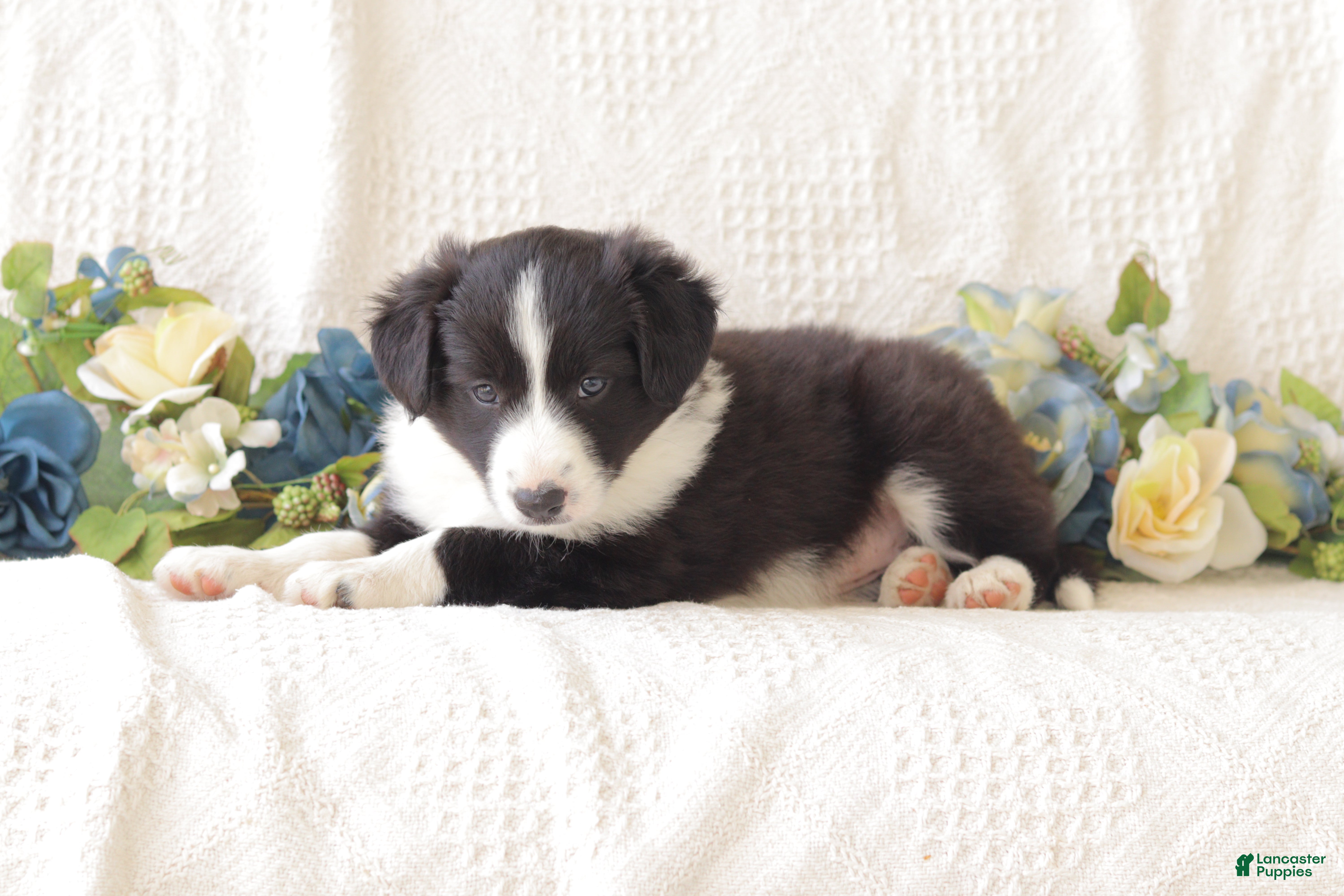 Border Collie dogs Lila - Ad 2