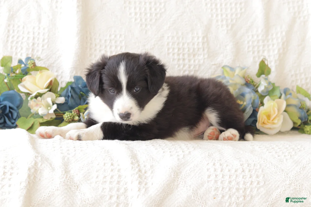 Border Collie dogs for sale: Lila - Ad 2