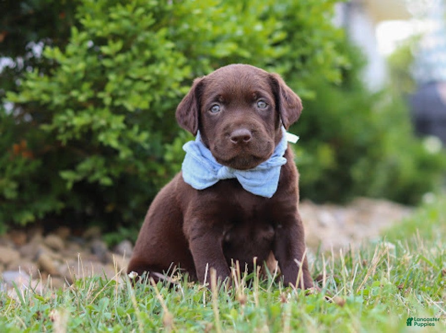 Labrador Retriever dogs Scout - Ad 2