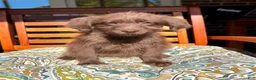 Labradoodle dogs for sale: Chloe - Ad 2