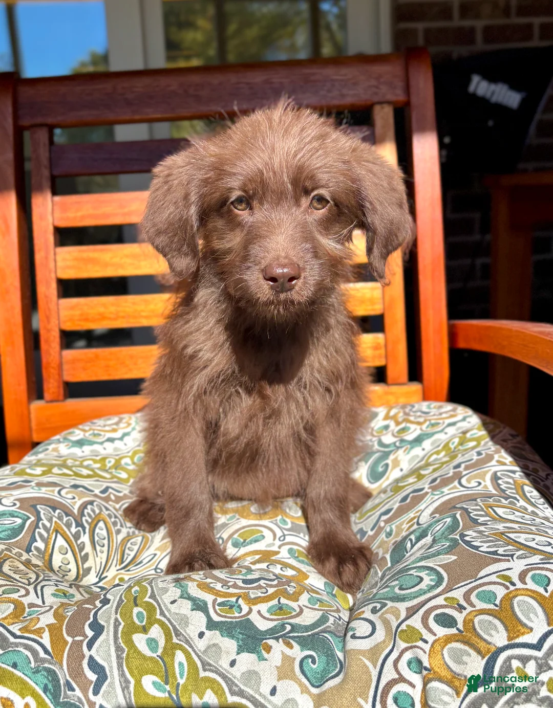 Labradoodle dogs for sale: Chloe - Ad 2