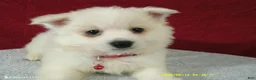 American Eskimo dogs for sale: S - RED - Ad 2
