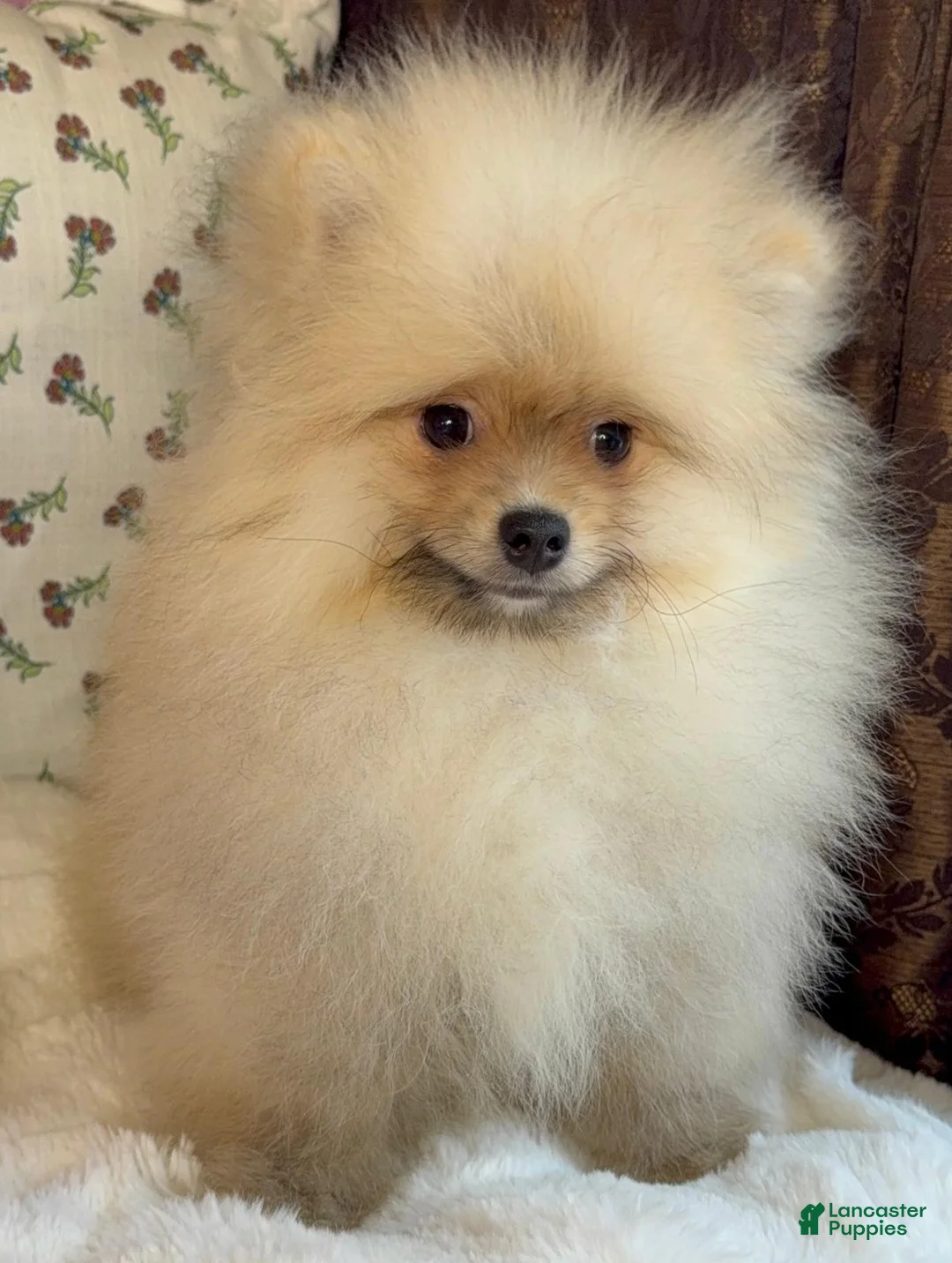 Pomeranian dogs for sale: Pomeranian Puppy Teddy - Ad 2