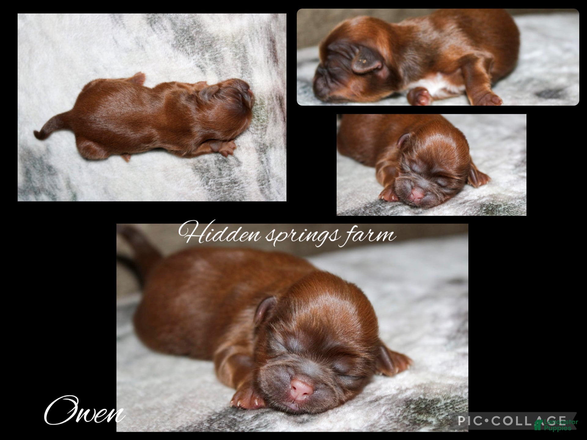 Shih Tzu dogs Owen - Ad 13