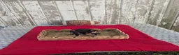 Chihuahua dogs for sale: Tinker Bell - Ad 2
