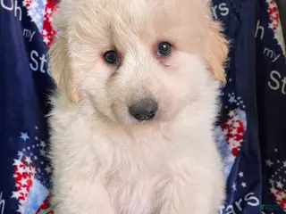 Great Pyrenees dogs Thor - Ad 11