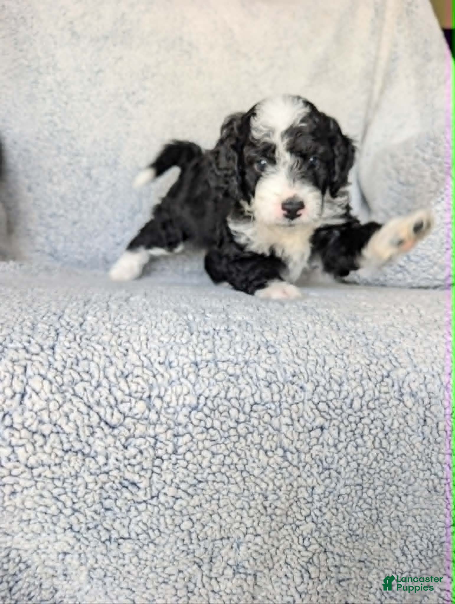 Mixed Breed dogs for sale: Panda  - Ad 3