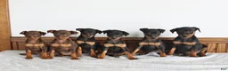 Miniature Pinscher dogs for sale: Jasmine - Ad 2