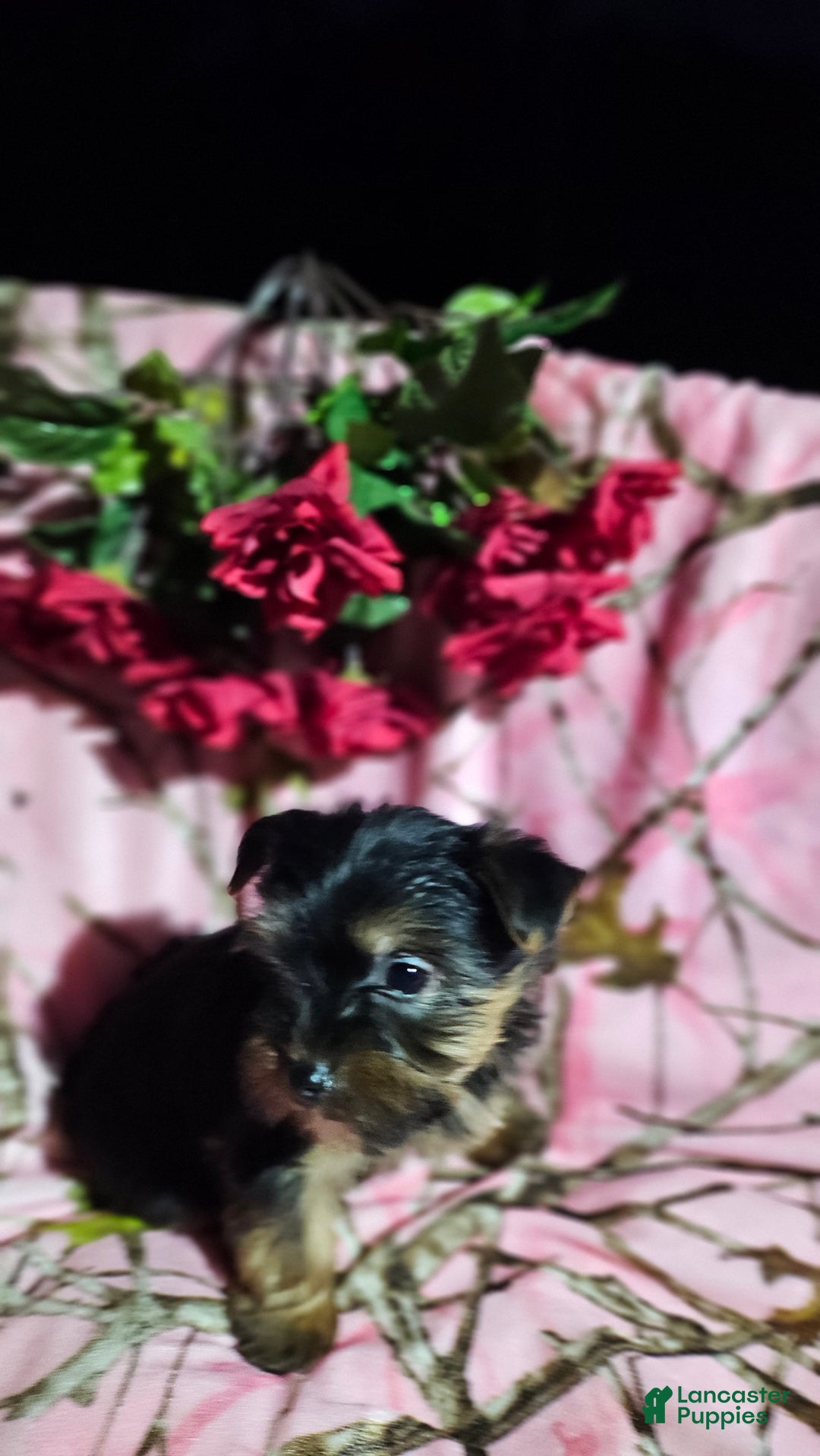 Morkie dogs for sale: Jill - Ad 3