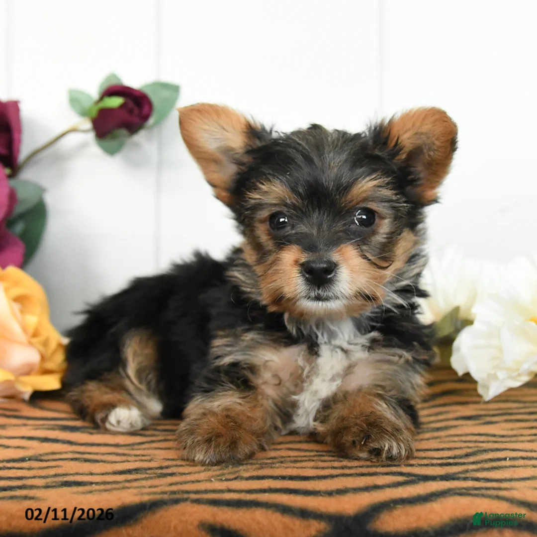 Yorkshire Terrier dogs for sale: Otis - Ad 3
