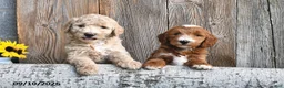 Mini Goldendoodle dogs for sale: Lilly - Ad 5