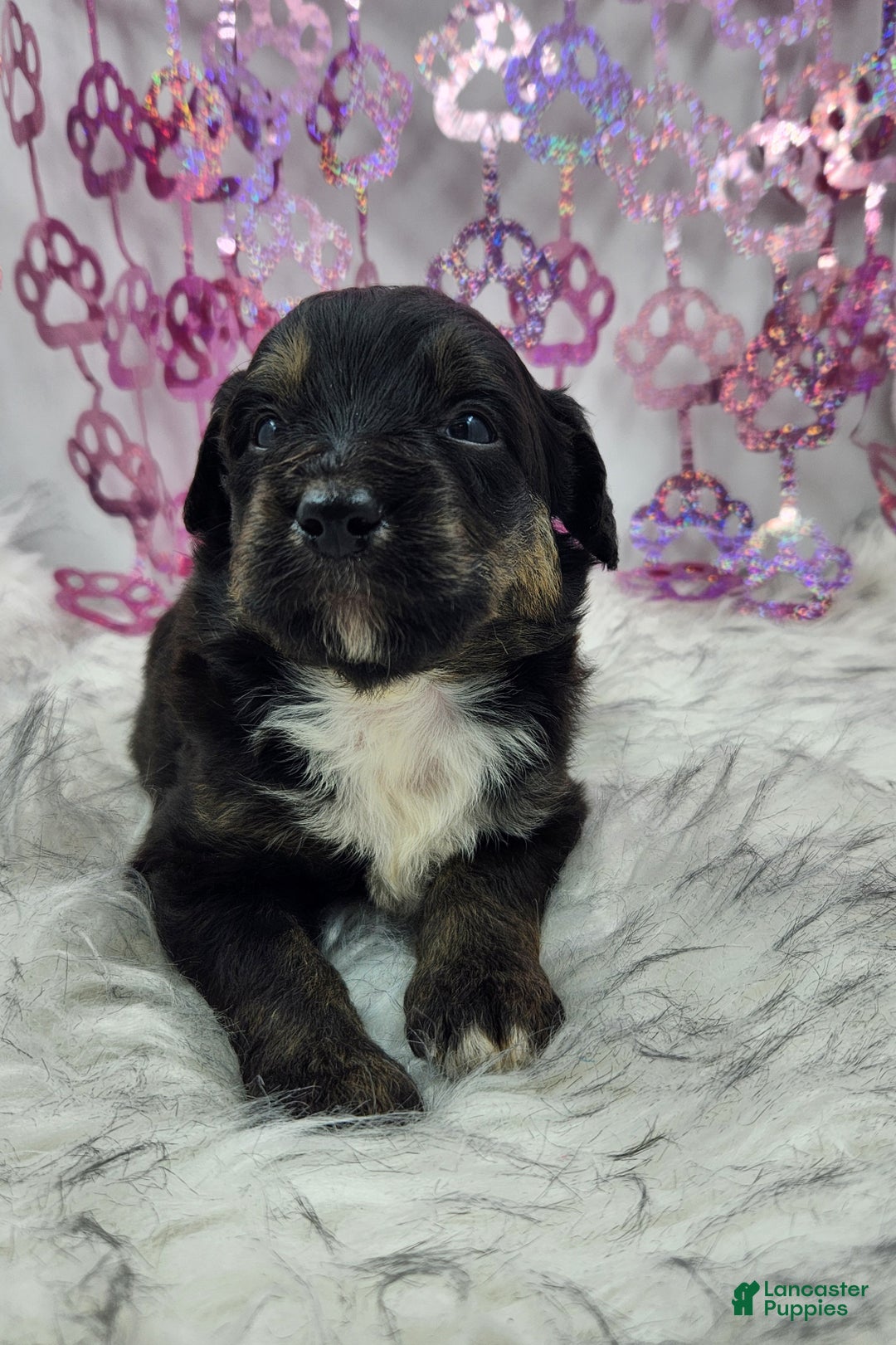 Mini Aussiedoodle dogs for sale: Mini Aussiedoodle Puppy 3 - Ad 2