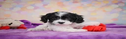 Cavapoo dogs for sale: Riley - Ad 5