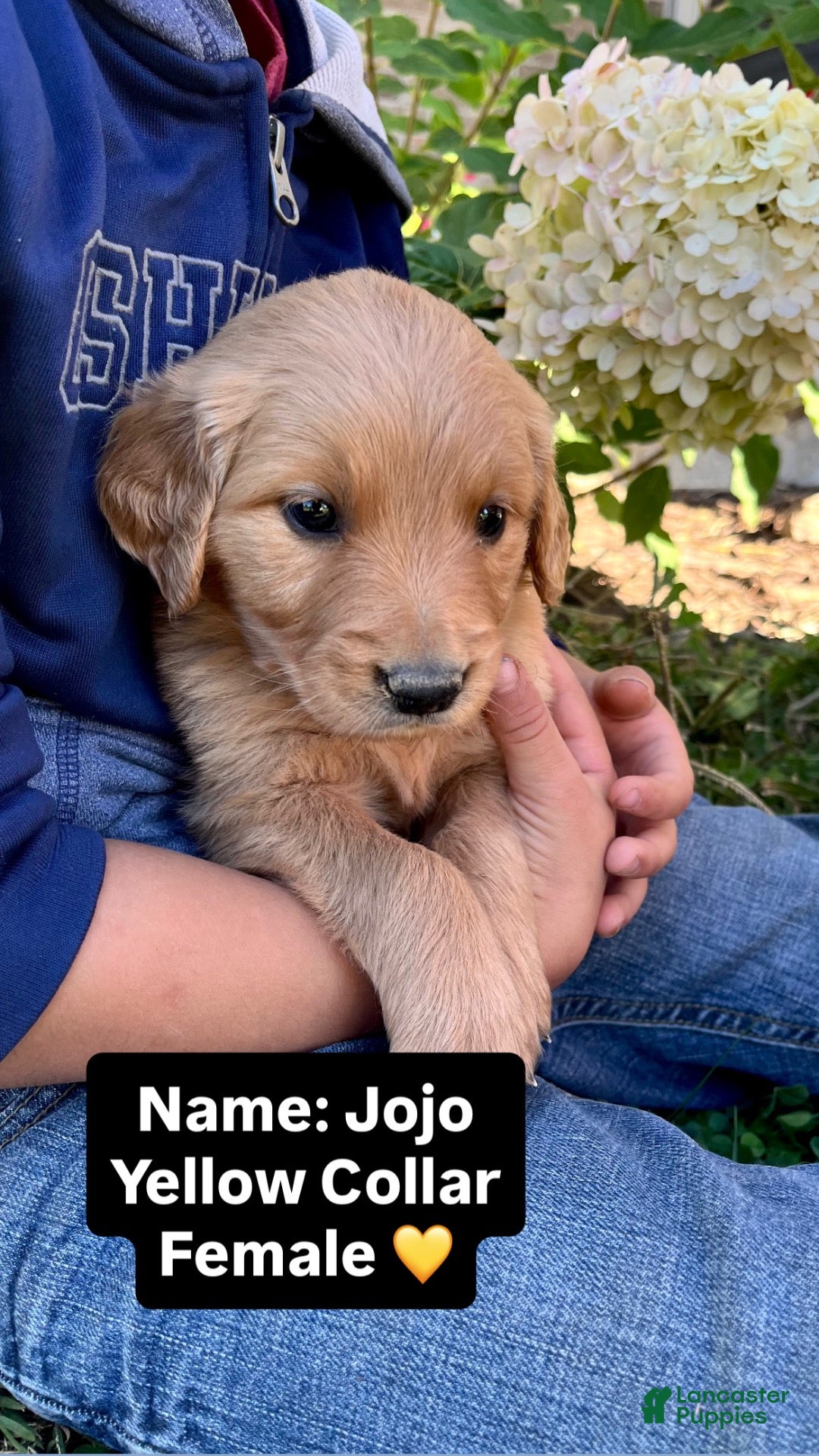 Golden Retriever dogs for sale: Golden Retriever JOJO - Ad 1