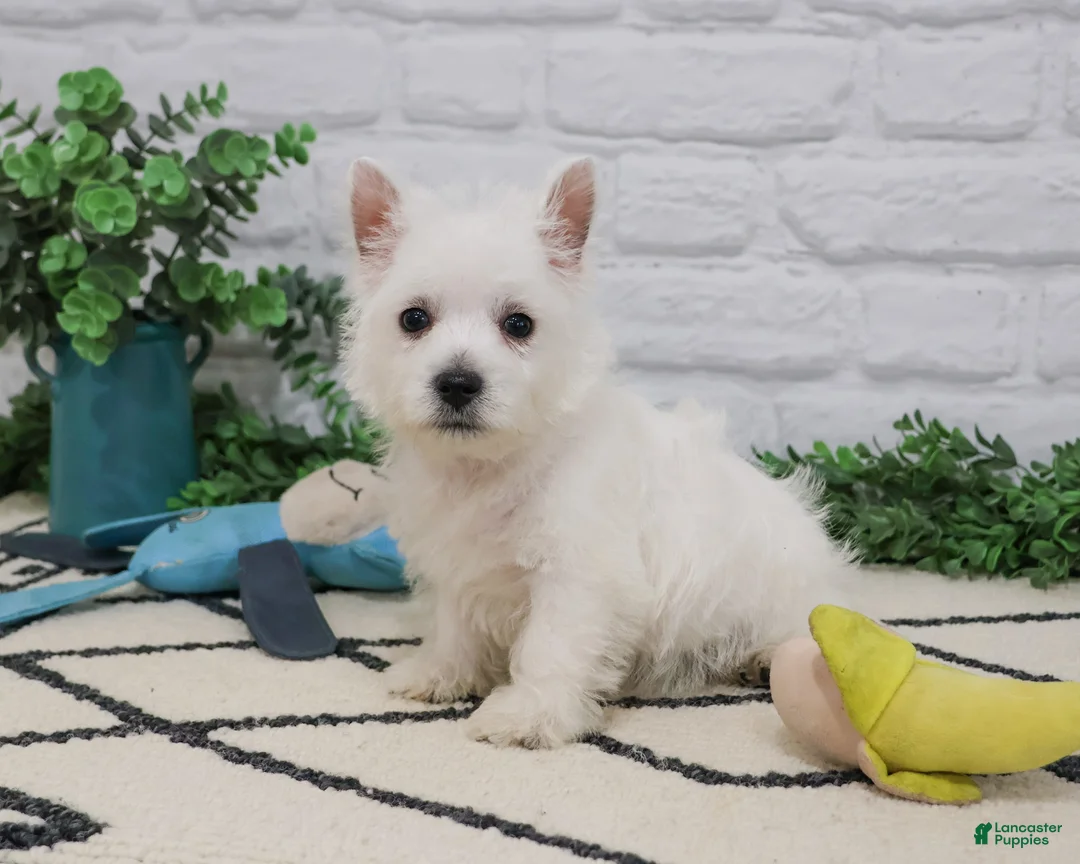 West Highland Terrier dogs for sale: Oscar  - Ad 2