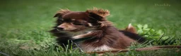Chihuahua dogs for sale: Lexie - Ad 4