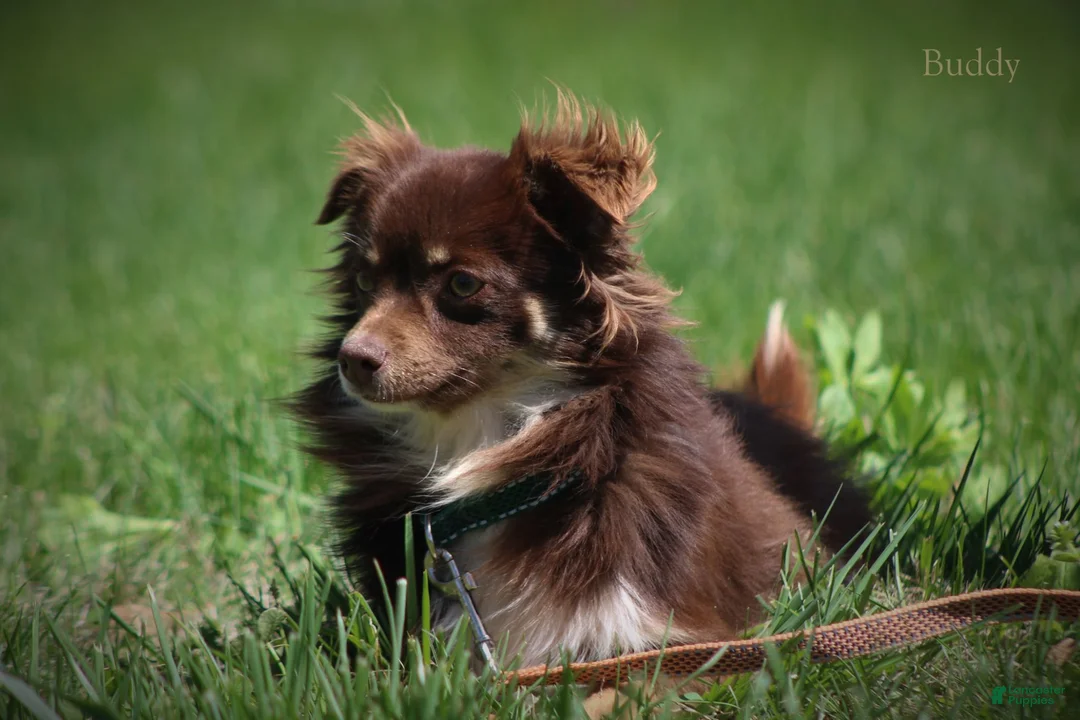 Chihuahua dogs for sale: Lexie - Ad 4