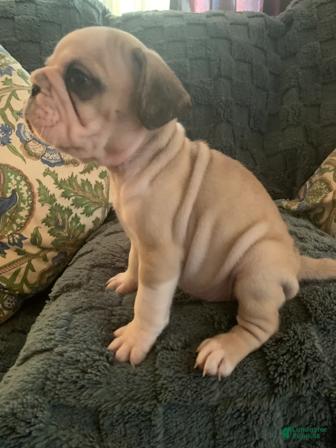 Frug dogs for sale: Coon - Ad 1
