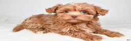 Shihpoo dogs for sale: Jana - Ad 2