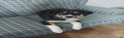Australian Shepherd dogs for sale: Australian Shepherd Puppy Rip - Ad 2