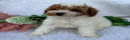 Toy Poodle dogs for sale: Rusty - Ad 4