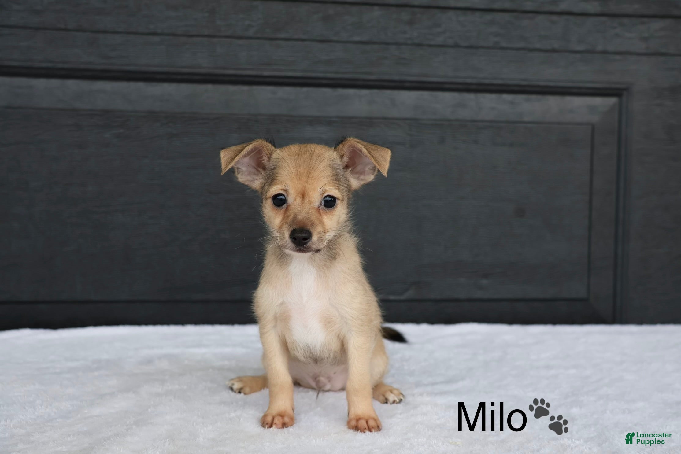 Chihuahua dogs Milo - Ad 1