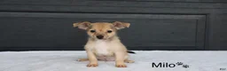 Chihuahua dogs for sale: Milo - Ad 1