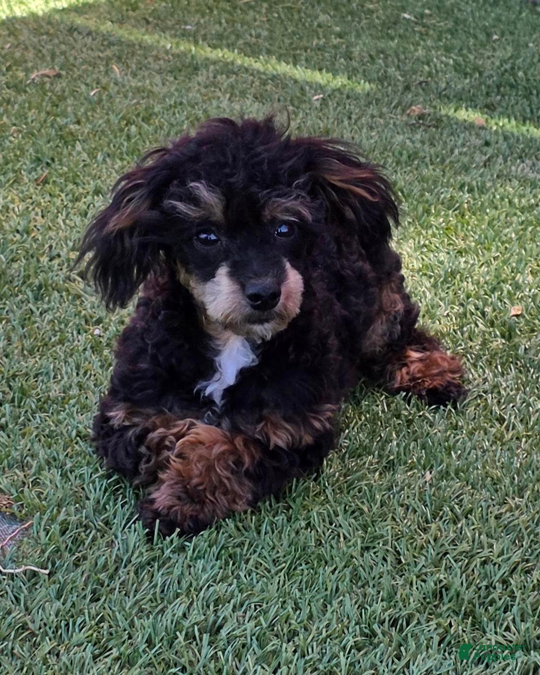 Mixed Breed dogs Davis - Ad 2