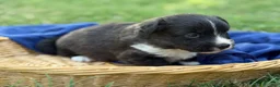 Mixed Breed dogs for sale: Black collar boy  - Ad 3