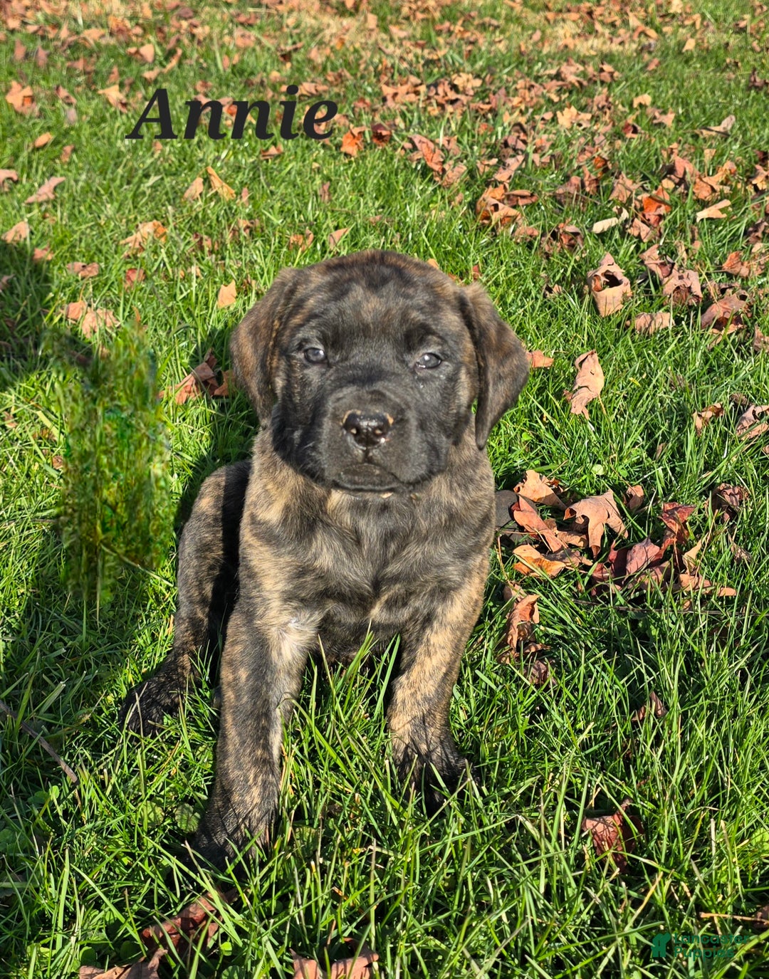 English Mastiff dogs for sale: Annie - Ad 4