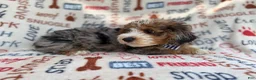 Mini Aussiedoodle dogs for sale: Otto - Ad 9