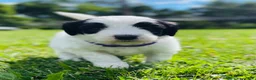 Sheepadoodle dogs for sale: Cookie  - Ad 7