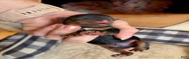 Boy