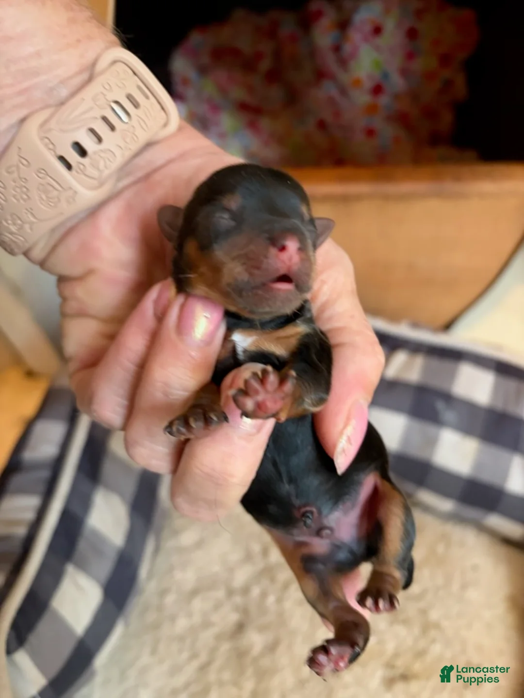 Yorkshire Terrier dogs for sale: Boy - Ad 1