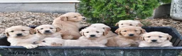 Golden Retriever dogs for sale: Roy  - Ad 22
