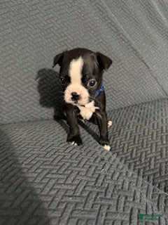 Boston Terrier dogs for sale: Pepperment - Ad 1