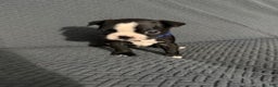Boston Terrier dogs for sale: Pepperment - Ad 1