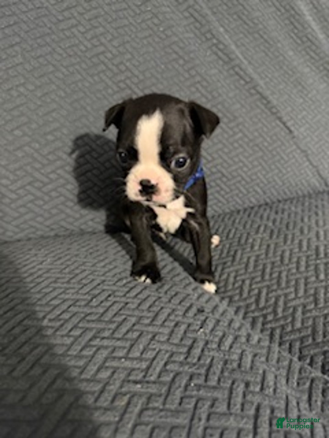 Boston Terrier dogs for sale: Pepperment - Ad 1