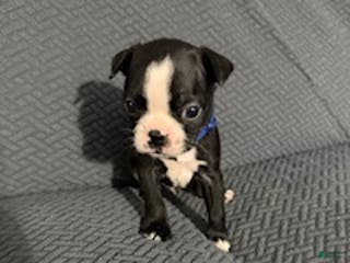 Boston Terrier dogs Pepperment - Ad 22